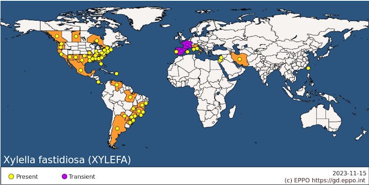 A world map showing the distribution of xylella fastidiosa bacteria.