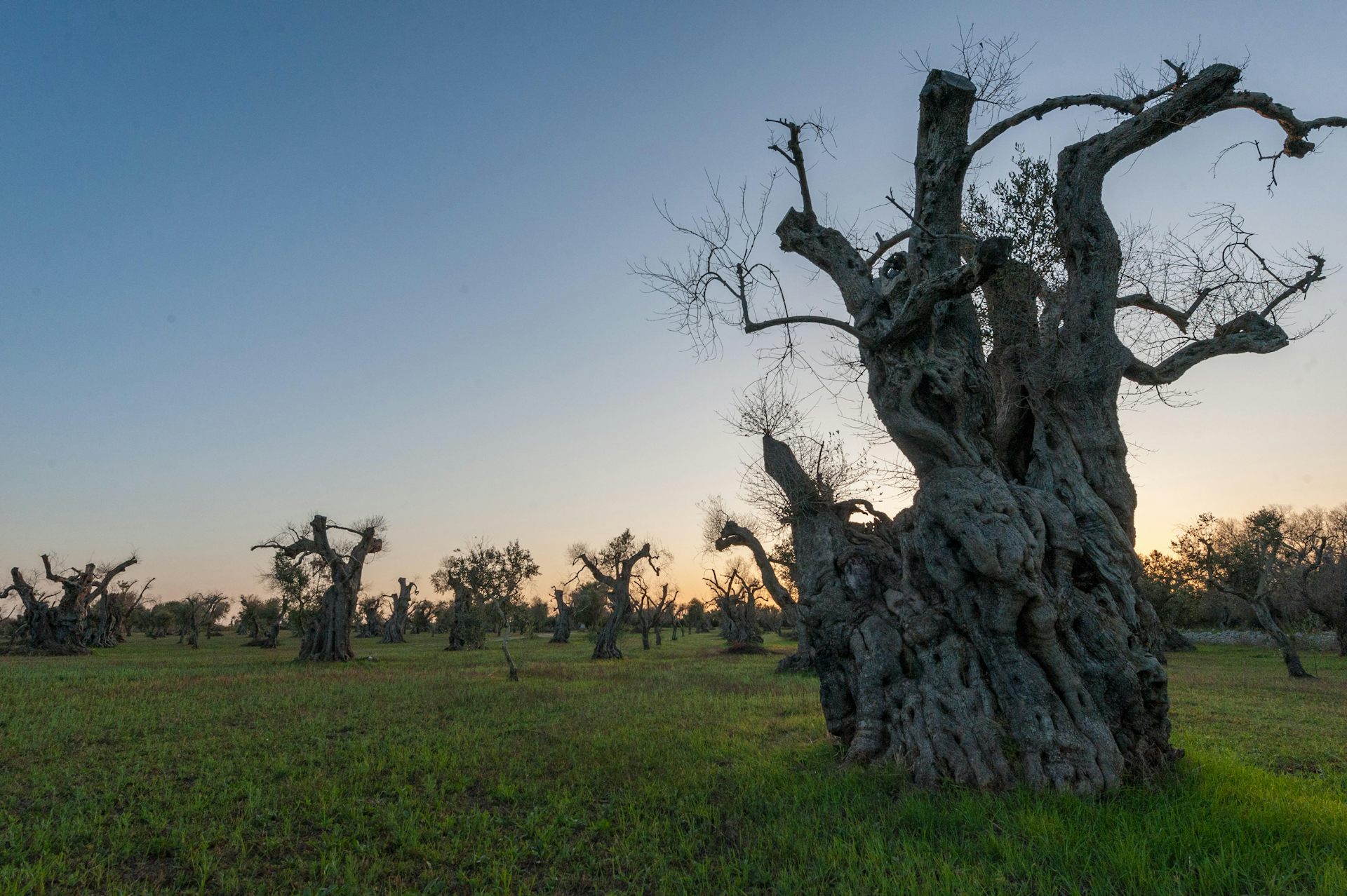 An olive tree grove showing symptoms of xylella fastidiosa disease.
