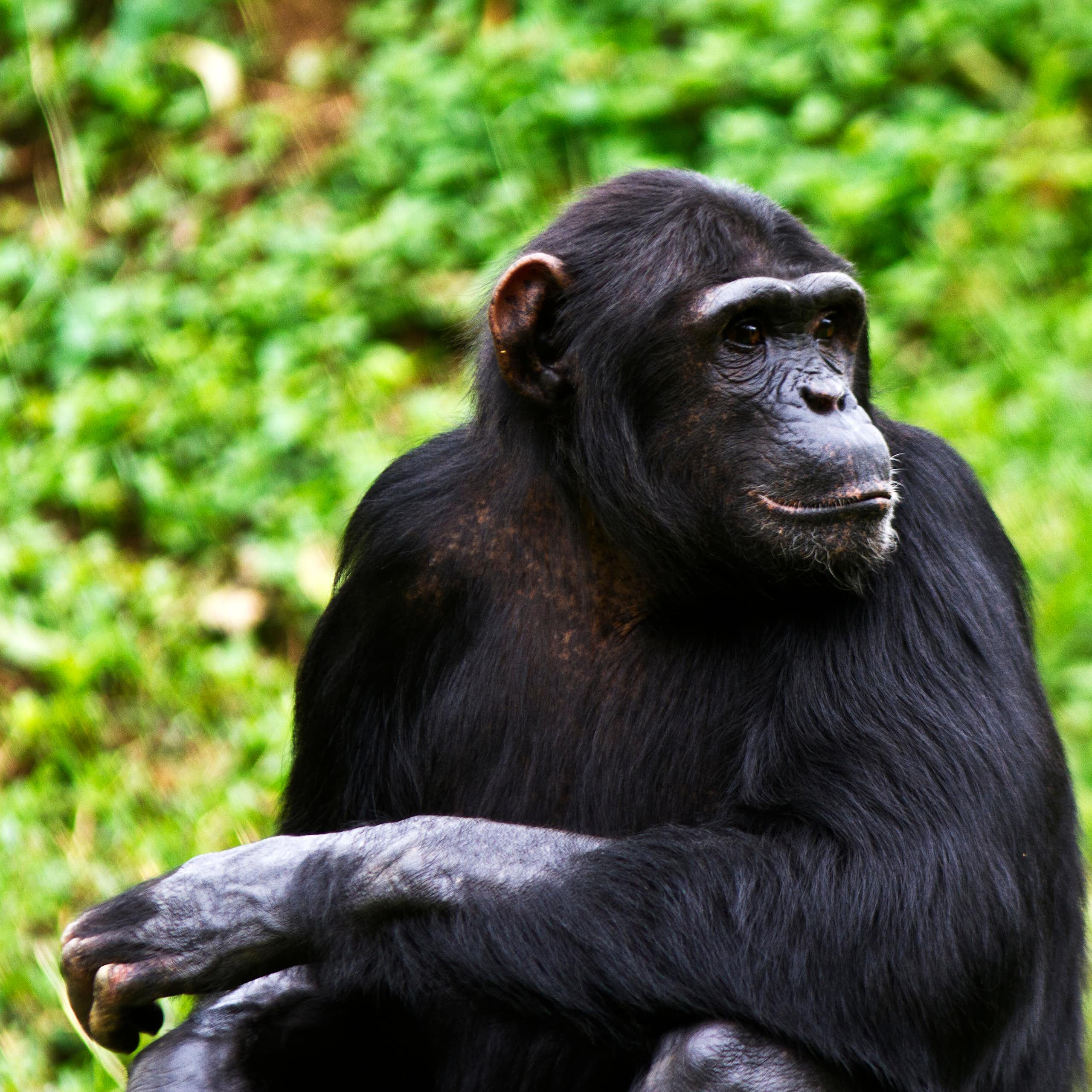 Demuestran que los humanos no son los únicos primates que experimentan la menopausia
