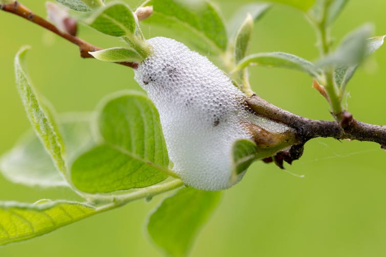 Meadow spittlebug spittle on the branches of Salix.