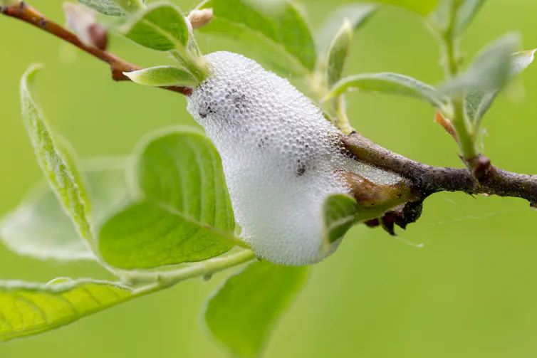 Meadow spittlebug spittle on the branches of Salix.
