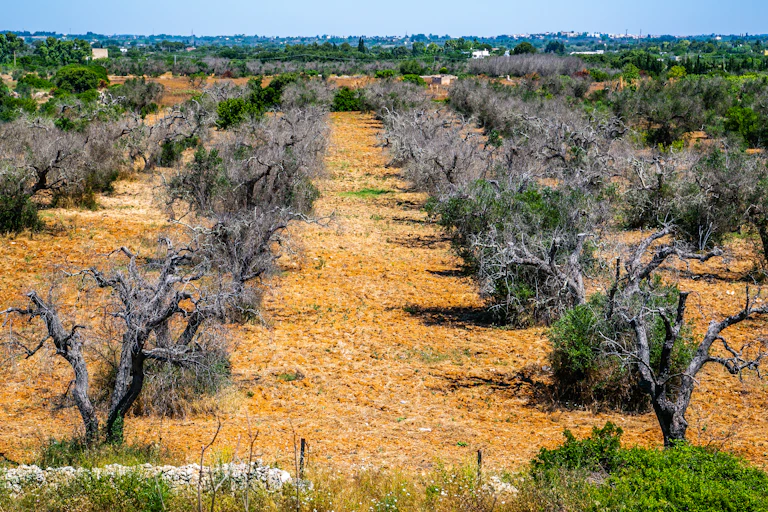A grove of dead olive trees.
