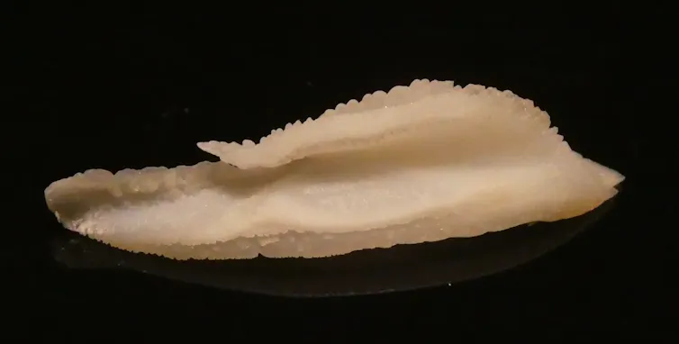 Long oblong-shaped bone