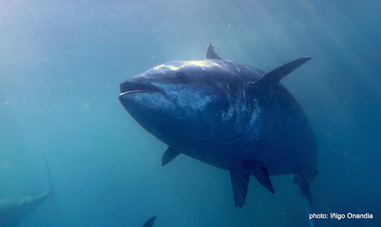 Large tuna fish underwater.