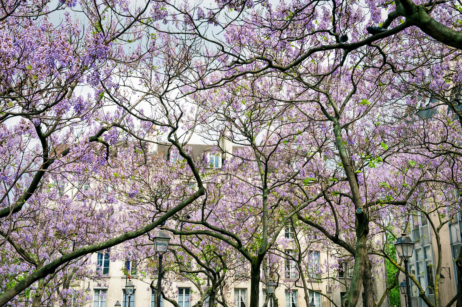 Des Paulownia en fleur à Paris