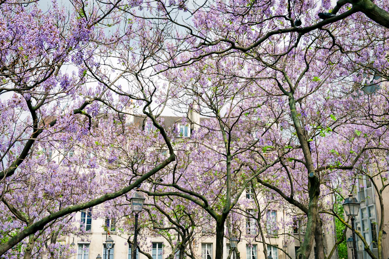 Des Paulownia en fleur à Paris