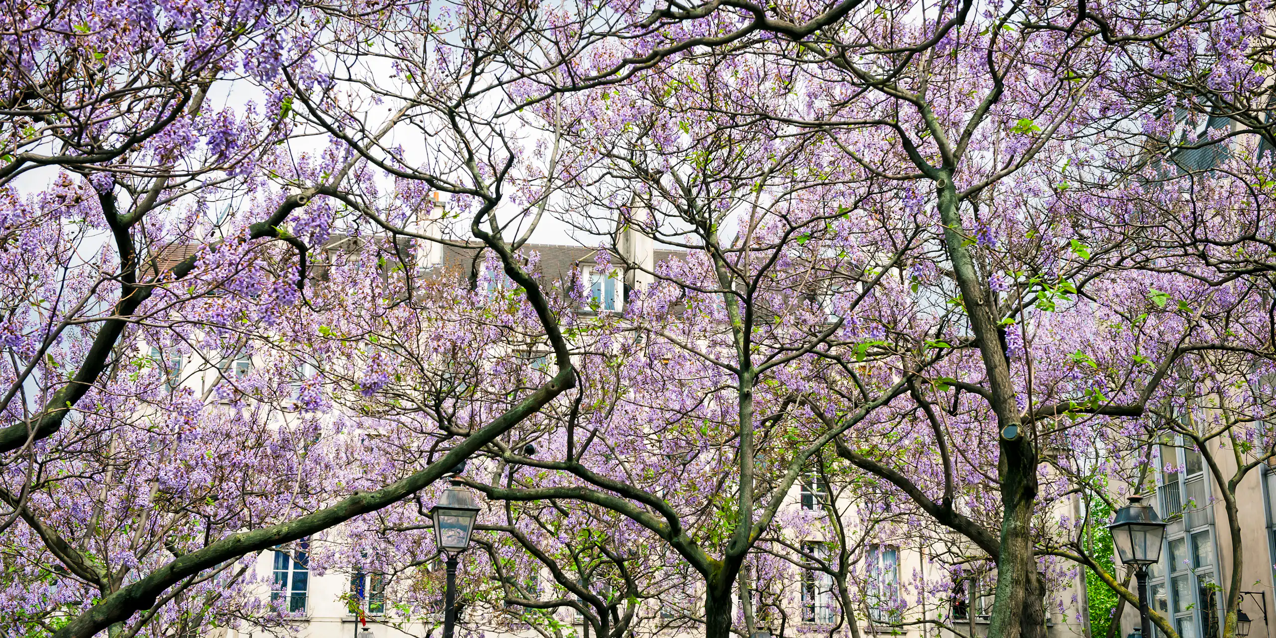 Des Paulownia en fleur à Paris