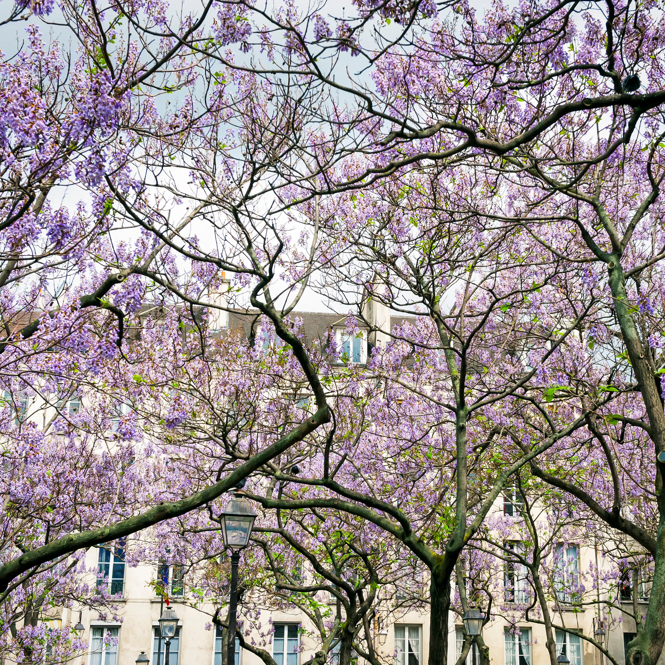Des Paulownia en fleur à Paris