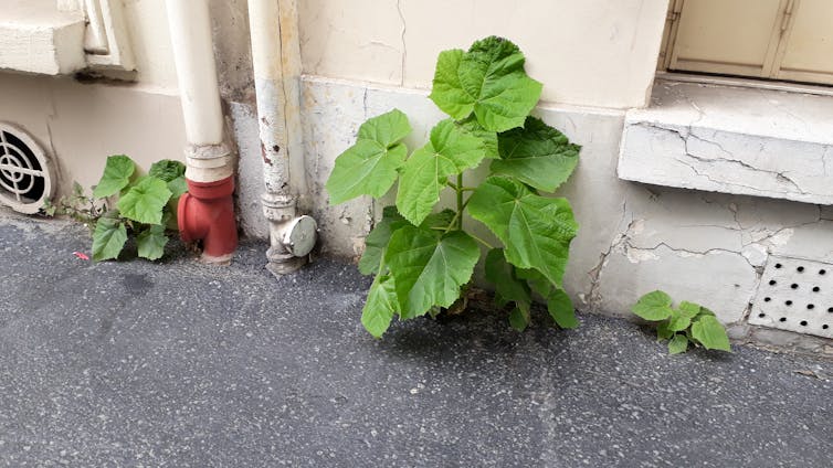 Pousse spontanée de Paulownia tomenteux à Paris, 14ème