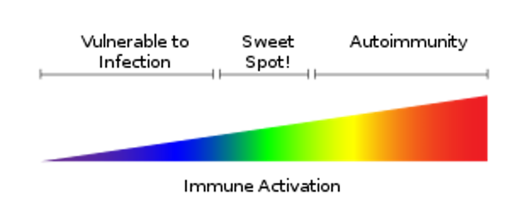 Diagram of immune activation scale in the shape of a rainbow wedge, with 'vulnerable to infection' at the smaller end, 'sweet spot' in the middle, and 'autoimmunity' at the larger end