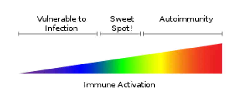 Diagram of immune activation scale in the shape of a rainbow wedge, with 'vulnerable to infection' at the smaller end, 'sweet spot' in the middle, and 'autoimmunity' at the larger end