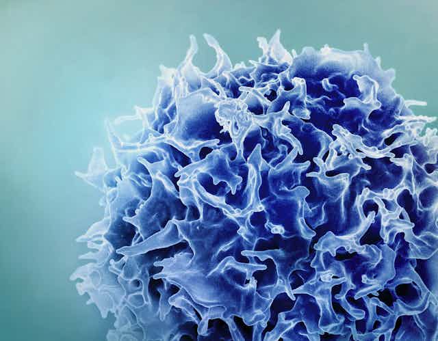 Colorized scanning electron micrograph of a T cell in blue