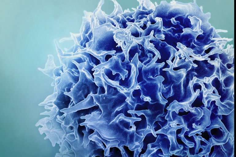 Colorized scanning electron micrograph of a T cell in blue