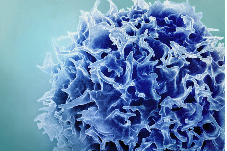 Colorized scanning electron micrograph of a T cell in blue
