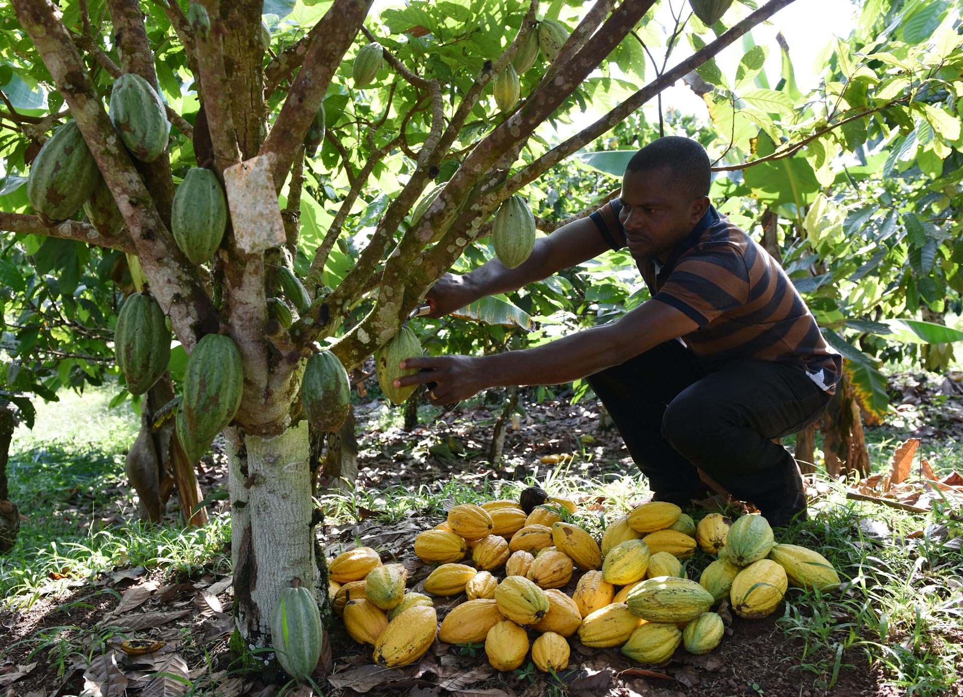 un homme récolte du cacao