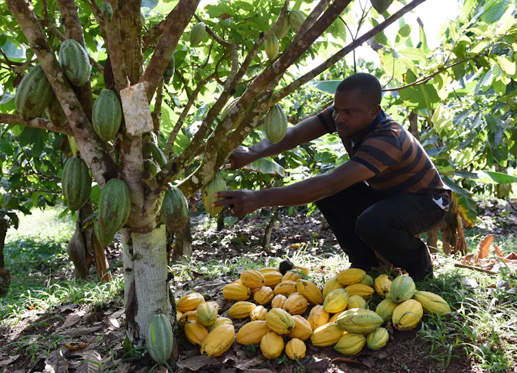 un homme récolte du cacao