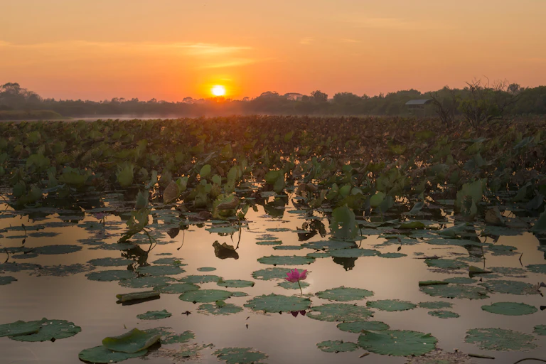 Sunrise over Shady Camp Billabong, Mary River, Darwin, Northern Territory, Australia