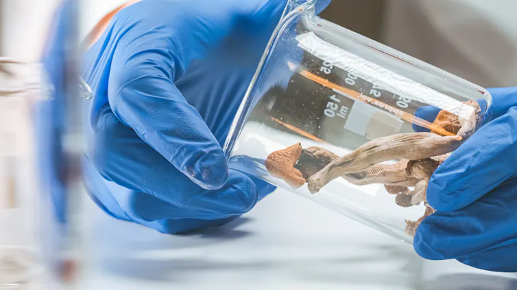 hands wearing surgical gloves hold a canister with desiccated mushrooms