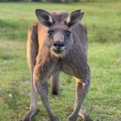 australian wildlife essay