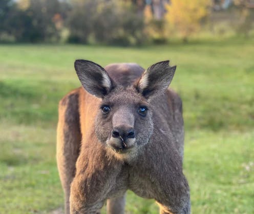 I collect marsupial poo. A crack team of volunteers across Australia helps me out
