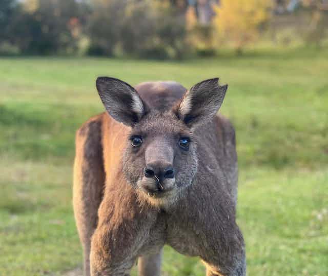 A photo of a kangaroo staring at the camera.