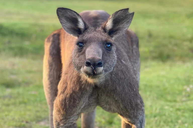 A photo of a kangaroo staring at the camera.