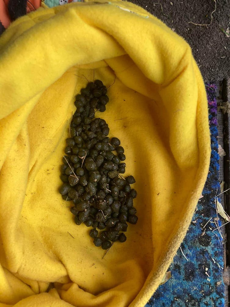 A photo of marsupial droppings in a yellow cloth.