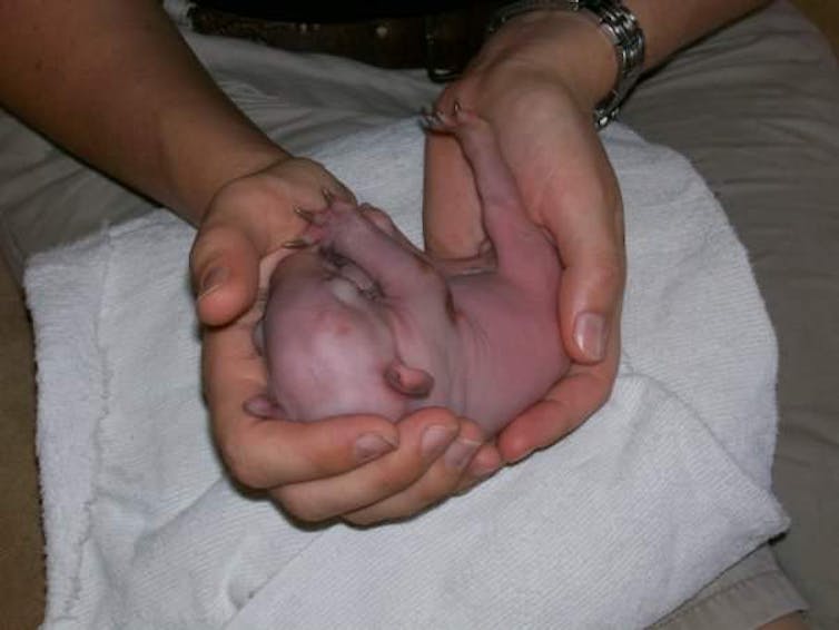 A photo of a baby 'pinky' wombat joey being held in a person's hands