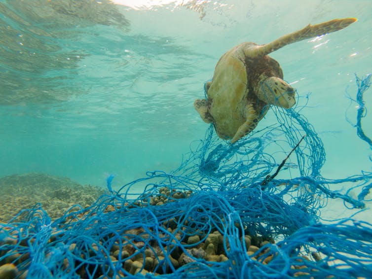 Green sea turtle entangled in a discarded fishing net.