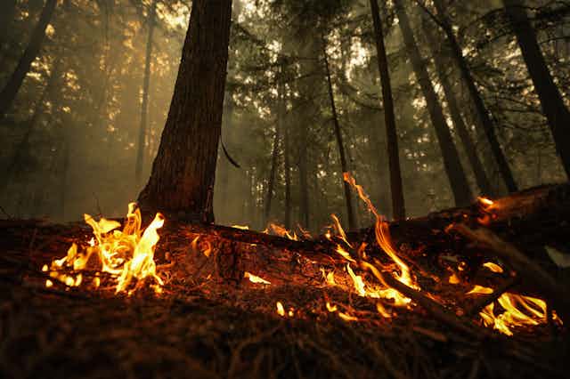 A fire burns at the foot of trees in a forest.