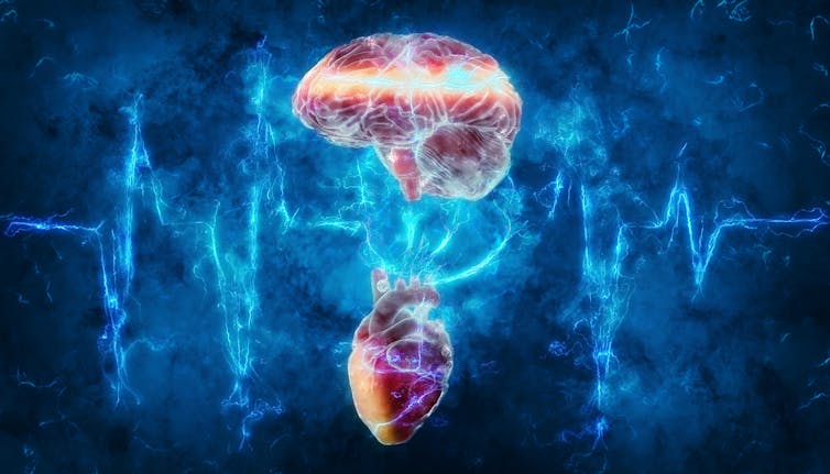 Illustration of a heart rhythm and a brain and a heart
