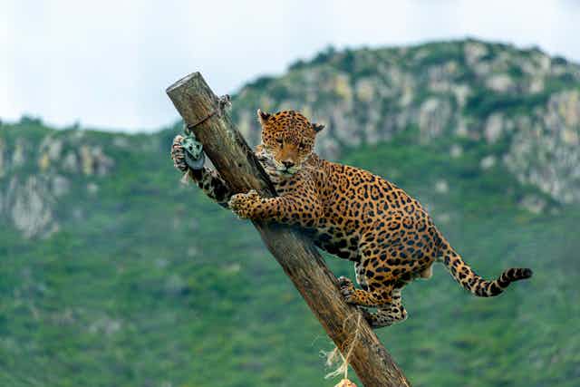 A jaguar climbing up a diagonal wooden pole.