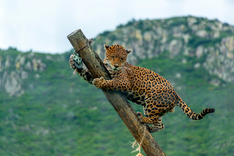 A jaguar climbing up a diagonal wooden pole.
