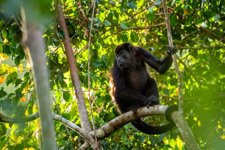 A black monkey in a tropical forest canopy.