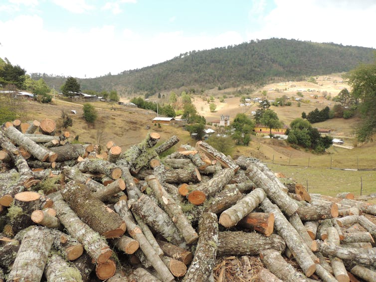 A pile of logs in a deforested Mexican plain.
