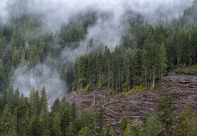 Clouds moving through a coniferous forest with an area of cut logs