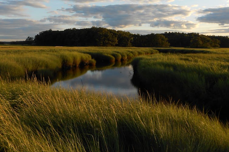 A view of a marsh with grasses growing along a creek at sunset.