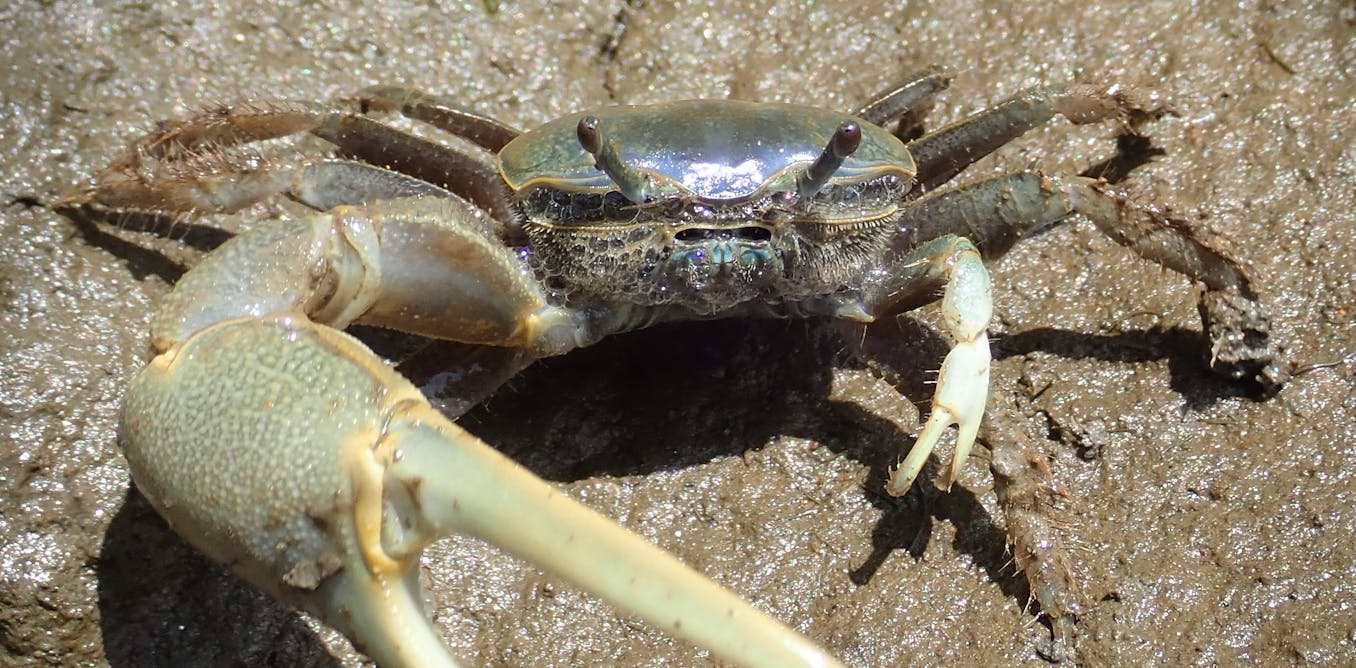 How a thumb-sized climate migrant with a giant crab claw is disrupting the Northeast’s Great Marsh ecosystem