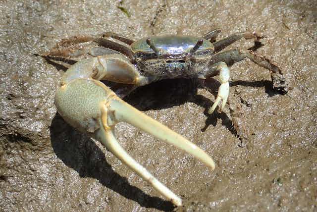 A male fiddler crab reaches out toward the camera with an enormous class in the Great Marsh.