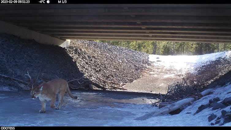 A large wild cat emerges from an underpass beneath a highway.