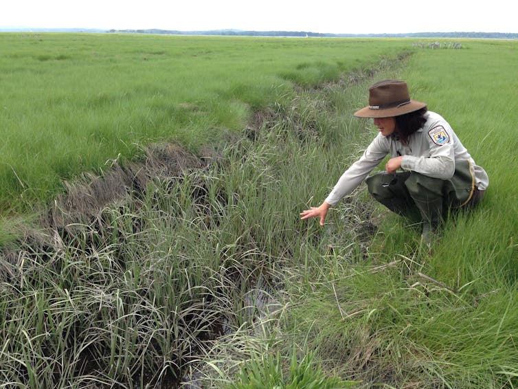 A woman in a US Fish and Wildfire uniform kneels beside a ditch in the marsh.