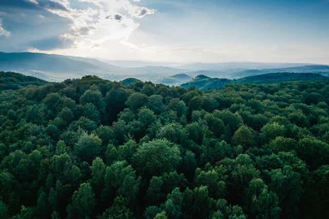 Aerial view of forest looking towards sunny horizon