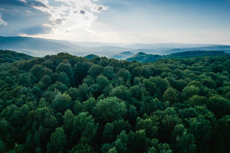 Aerial view of forest looking towards sunny horizon