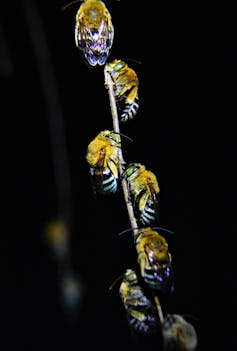 A photo of sleeping bees hanging on a plant stem.