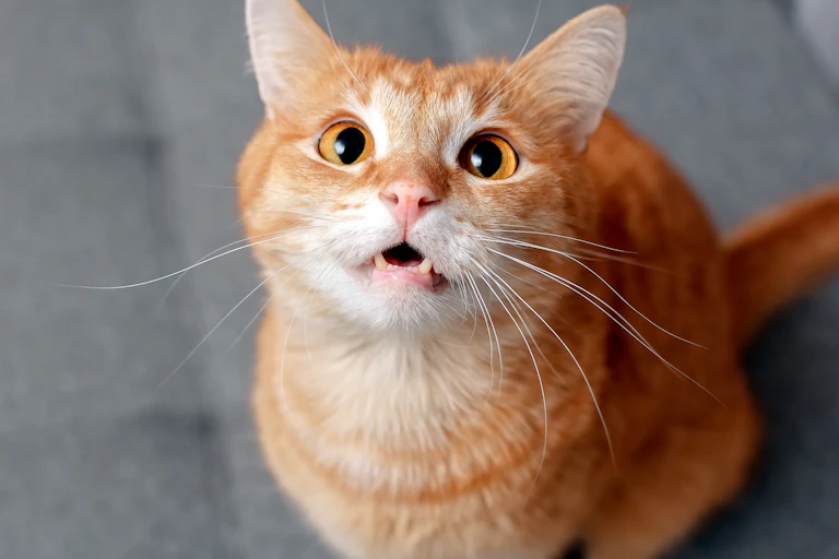 An orange cat attempts to use its one remaining brain cell.