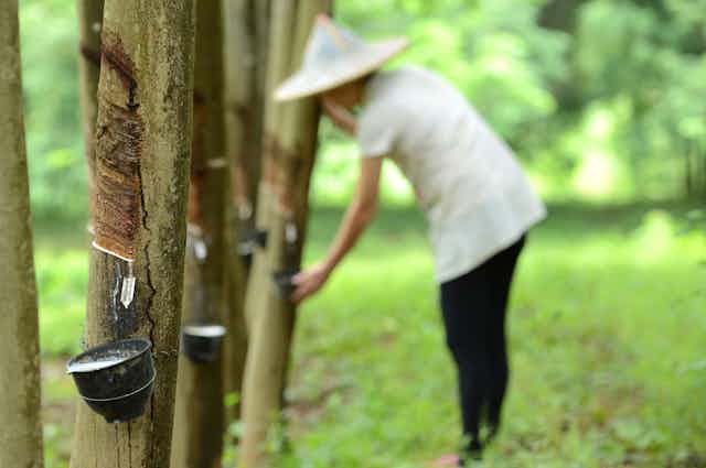A worker tapping a rubber tree on a plantation.