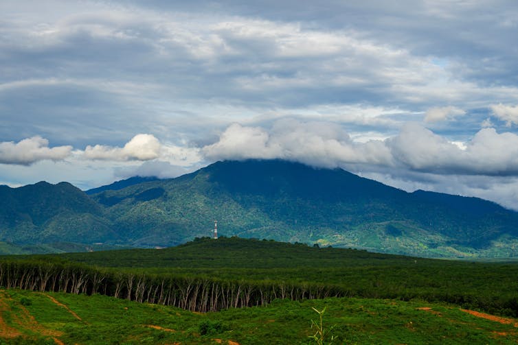 Rubber plantation farming area in the south of Thailand.