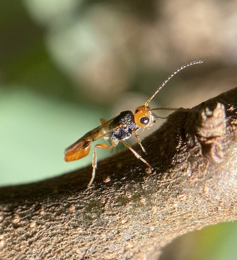 A photo of a small orange and black bug on a thin tree branch.
