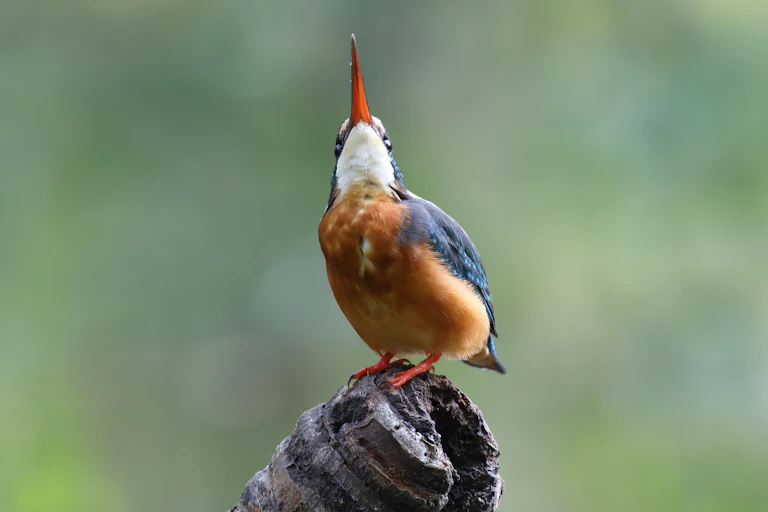 Um martim-pescador comum com barriga laranja e asas azuis apontando o bico para o céu