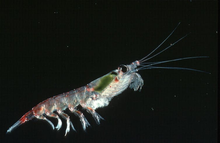 A krill swims through dark water off Antarctica feasting on phytolankton.